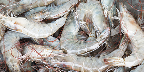 Shrimps