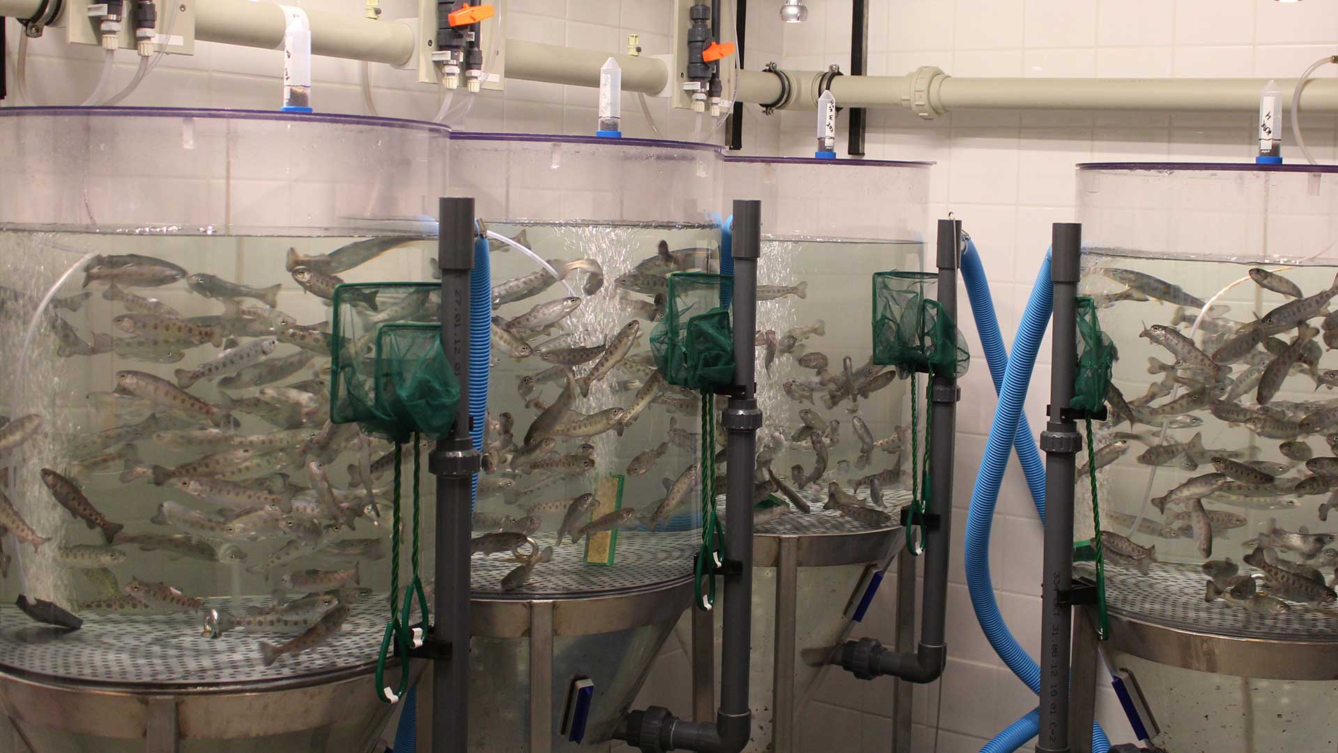 Fish tanks in experimental facilities